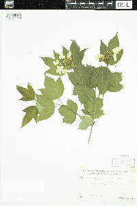 Viburnum opulus var. americanum image