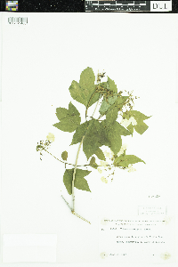 Viburnum opulus var. americanum image