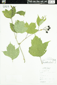 Viburnum opulus var. americanum image