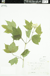 Viburnum opulus var. americanum image