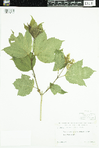 Viburnum opulus var. americanum image