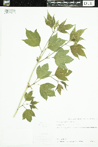 Viburnum opulus var. americanum image