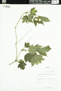 Viburnum opulus var. americanum image