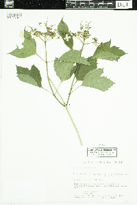 Viburnum opulus var. americanum image