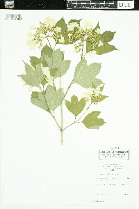 Viburnum opulus var. americanum image