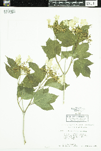 Viburnum opulus var. americanum image