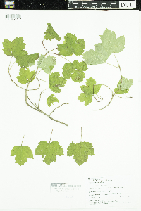 Viburnum opulus var. opulus image