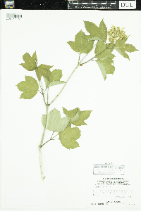 Viburnum opulus image