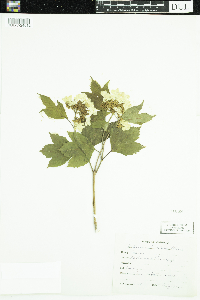 Viburnum opulus var. americanum image