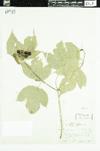 Viburnum opulus var. americanum image