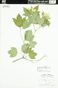 Viburnum opulus var. americanum image