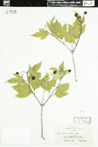Viburnum opulus var. americanum image