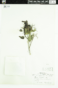 Viburnum opulus var. americanum image