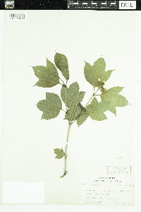 Viburnum opulus var. americanum image