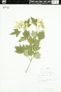 Viburnum opulus var. americanum image
