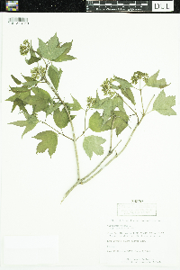 Viburnum opulus var. americanum image