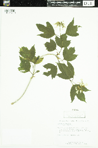 Viburnum opulus var. americanum image