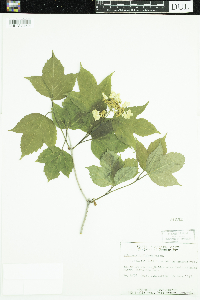 Viburnum opulus var. americanum image