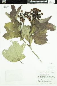 Viburnum opulus var. americanum image