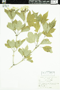 Viburnum opulus var. americanum image
