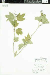 Viburnum opulus var. americanum image