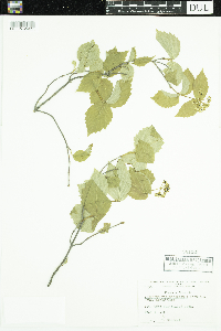 Viburnum rafinesquianum image