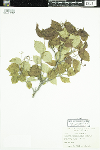 Viburnum rafinesquianum image