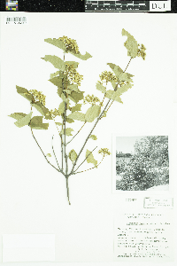 Viburnum rafinesquianum image