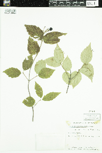 Viburnum rafinesquianum image