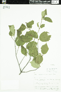 Viburnum rafinesquianum image