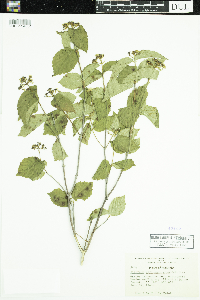 Viburnum rafinesquianum image