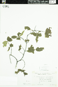 Viburnum rafinesquianum image