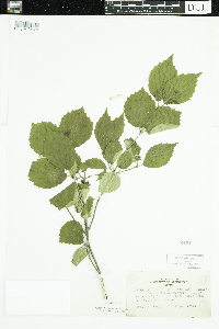 Viburnum rafinesquianum image