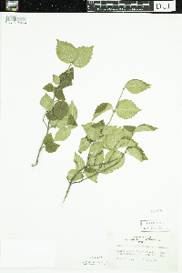 Viburnum rafinesquianum image