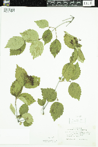 Viburnum rafinesquianum var. affine image