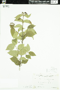 Viburnum rafinesquianum image
