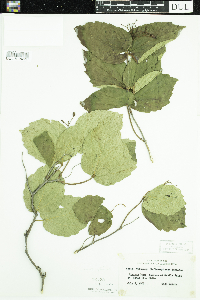 Viburnum rafinesquianum var. affine image