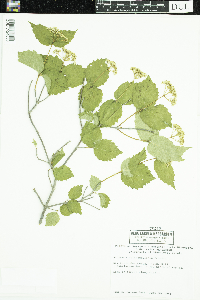 Viburnum rafinesquianum image