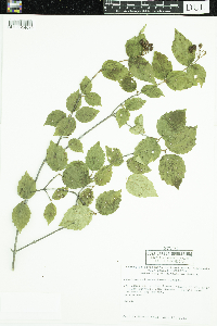 Viburnum rafinesquianum image