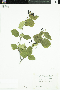 Viburnum rafinesquianum image