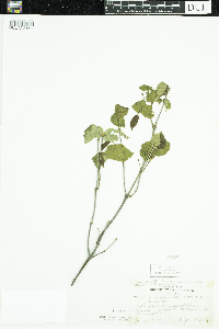 Viburnum rafinesquianum image