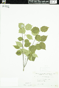 Viburnum rafinesquianum image
