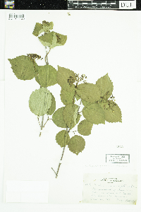 Viburnum rafinesquianum image