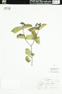 Viburnum rafinesquianum image