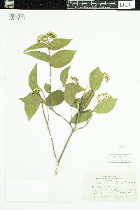 Viburnum rafinesquianum image