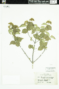 Viburnum rafinesquianum image