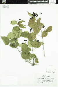 Viburnum rafinesquianum image