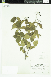 Viburnum rafinesquianum image
