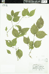 Viburnum rafinesquianum image