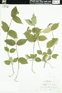 Viburnum rafinesquianum var. affine image